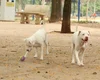 Lei torna crime exercício ilegal da medicina veterinária