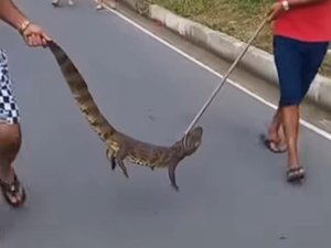 Jacaré encontrado próximo de residências é resgatado por moradores em Arapiraca