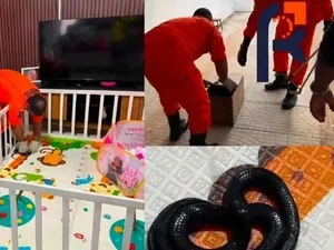 Cobra muçurana é encontrada dentro de cercadinho de bebê em Penedo