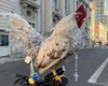 Galo garnisé participa de procissão de Corpus Christi com terço no pescoço em cima de bicicleta