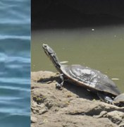 Cágados voltam a aparecer no Riacho Salgadinho após revitalização