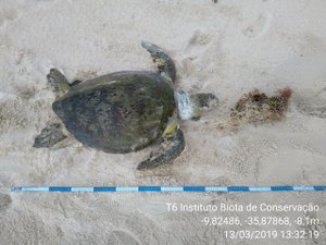 Tartaruga morta é encontrada presa em rede de pesca na praia do Francês