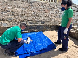 Mais um pinguim encalha em praia de Maceió; animal foi encontrado morto