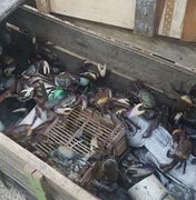 IMA e ICMBio flagram pesca ilegal de caranguejos-uçá no Litoral Norte