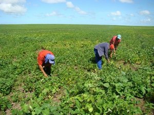 [Vídeo] Agricultores de Teotônio Vilela vão colher 300 toneladas de feijão