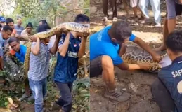 Homem é morto após ser engolido por píton de 8 metros na Indonésia; veja
