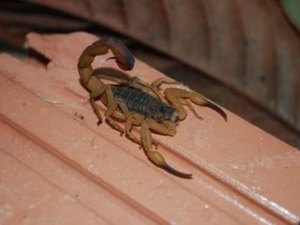 Mulheres são maiores vítimas de animais peçonhentos no Agreste