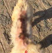 Mulher é presa após jogar água quente em cachorro de rua no município de Cajueiro