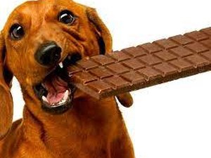 Páscoa aumenta o risco de consumo de chocolate e danos a saúde dos Pets