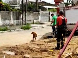 Bombeiros resgatam cachorro que caiu em fossa no Pinheiro