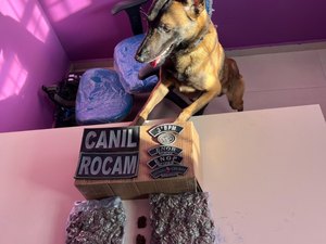 ﻿﻿Cão farejador faz treinamento em transportadora de Arapiraca e descobre drogas enviadas do Paraná