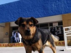 Cãozinho espera há mais de um mês por dono que morreu de Covid-19