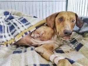 Cão sobrevive após ser amarrado na linha do trem e ter pata amputada