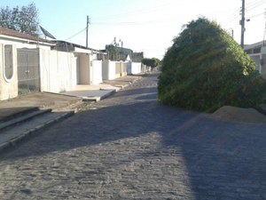 Árvore de grande porte cai no meio da rua em Arapiraca