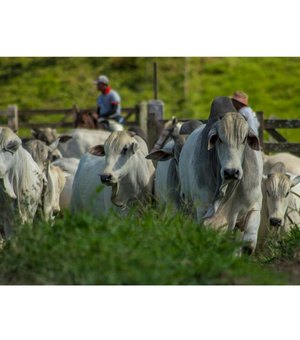 Adeal convoca criadores de gado para vacinar animais contra febre aftosa