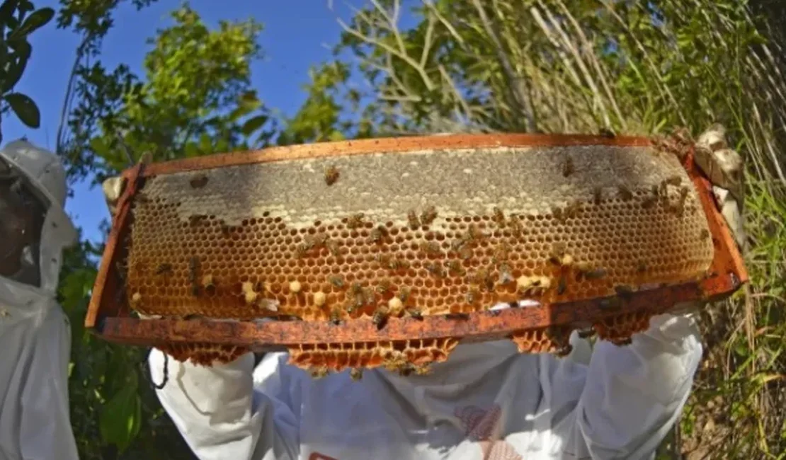 Órgãos lançam projeto para aumentar produção e exportação de própolis produzido em AL