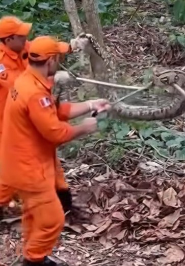 Cobra é capturada no Bosque das Arapiracas; tamanho impressiona moradores