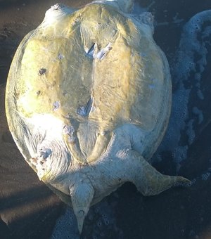Tartaruga marinha é encontrada mutilada em praia de Ipioca 