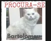 Família procura gato surdo desaparecido no bairro Nilo Coelho em Arapiraca