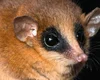 Cientistas descobrem nova espécie de mamífero após anos de estudo no Peru
