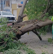 Árvore cai, derruba poste e atinge residência no bairro da Jatiúca, em Maceió
