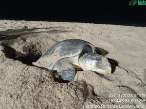 Começa temporada reprodutiva de tartarugas marinha nas praias da capital
