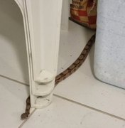 Jibóia invade residência em Marechal Deodoro e é resgatada pelo BPA
