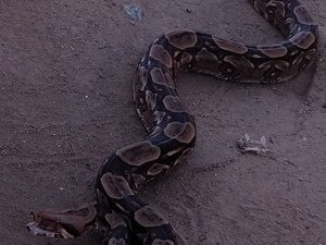 Cobra é resgatada de garagem de residência em São José da Lage