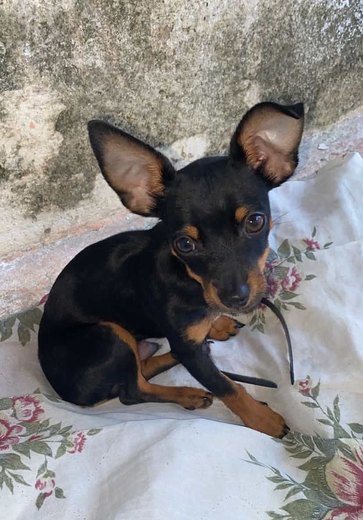 Família procura cachorro desaparecido em Arapiraca após possível fuga