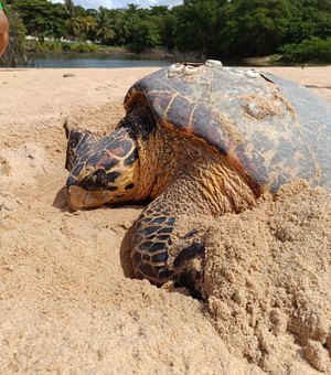 Tartaruga desova na Praia de Jacarecica
