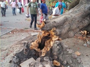 Árvore secular desaba e fere homem que passava pelo local, no Baixo São Francisco