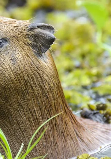 Capivara e anta brasileira, amigas, são sacrificadas em zoo na Inglaterra