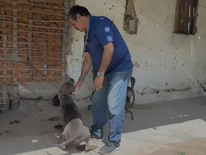 Após denúncia, Polícia Civil resgata cães vítimas de maus-tratos em Dois Riachos
