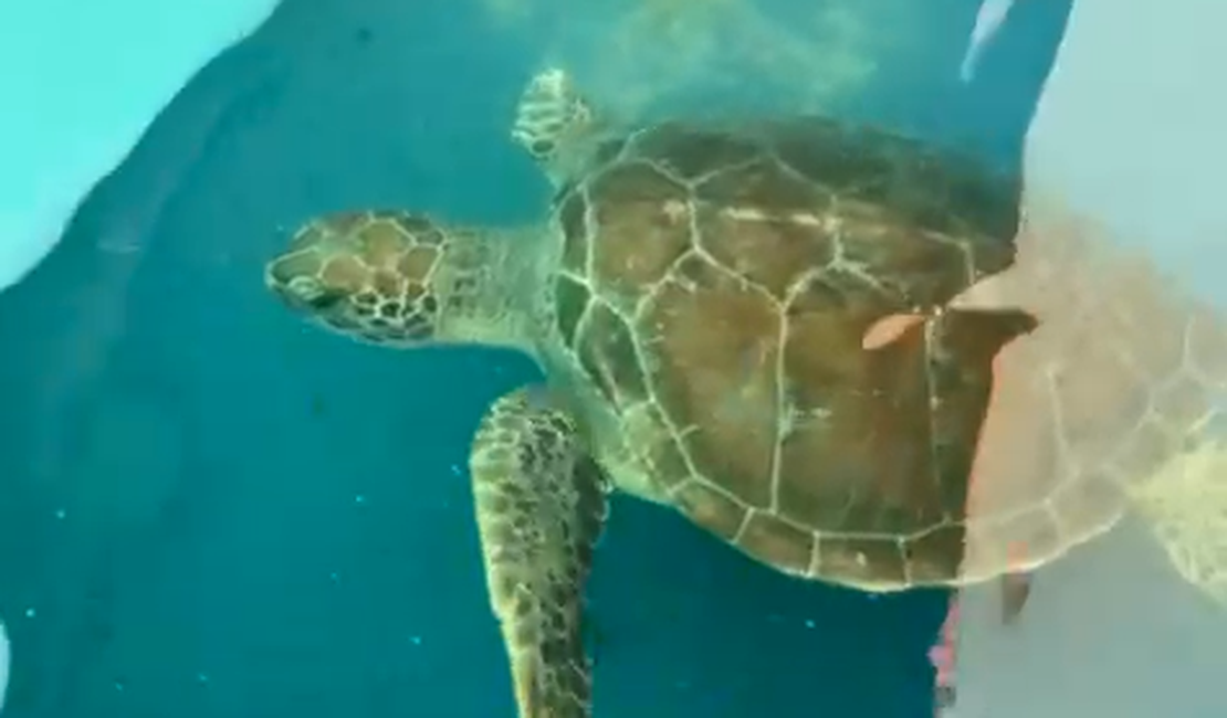 Tartaruga-verde reabilitada após amputação será devolvida ao mar, em Riacho Doce