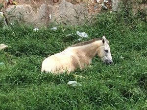 Cavalo é abandonado em riacho de Maceió