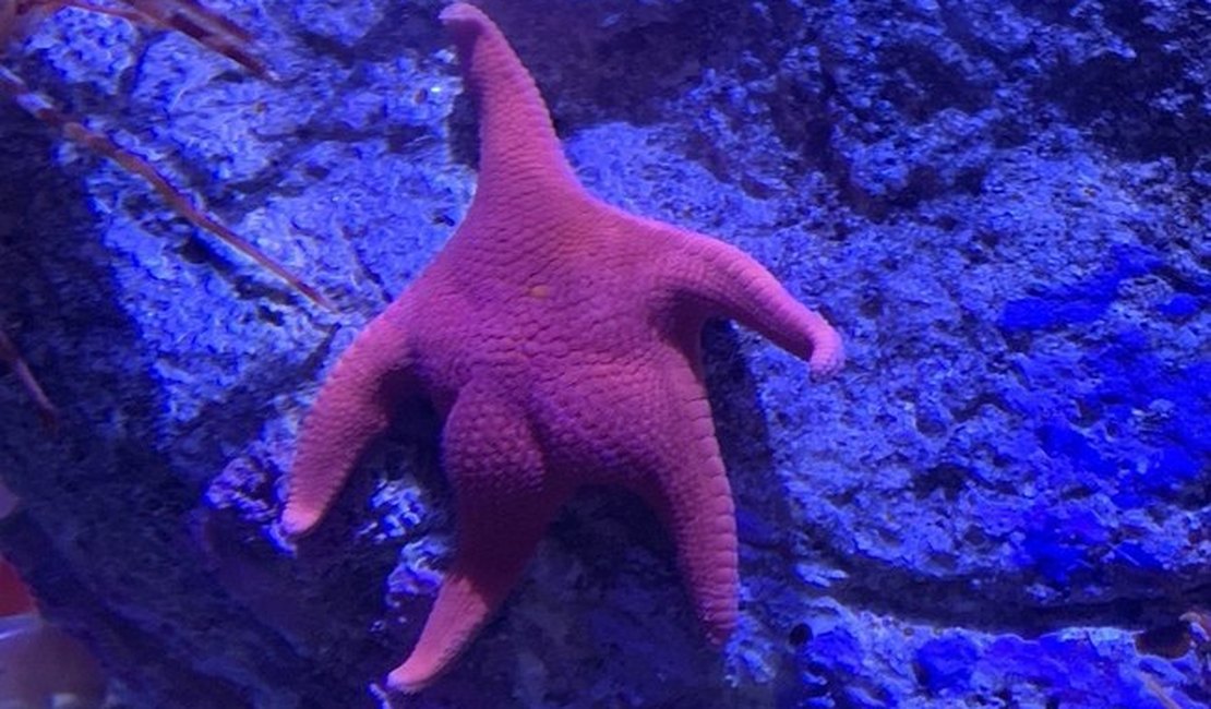 É você, Patrick? 'Forma incomum' de estrela-do-mar viraliza na web e gera memes