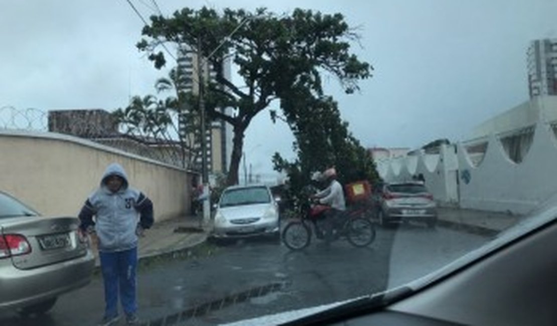 [Vídeo] Árvore cai por cima de veículo no Farol