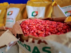 Planta Alagoas distribui 400 toneladas de sementes de milho em 2025