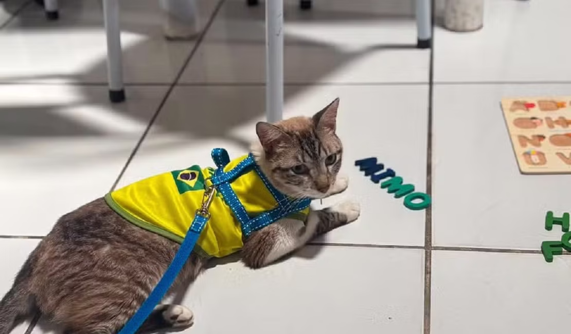 Gato desaparecido em Arapiraca é encontrado a 600 km de distância em Natal