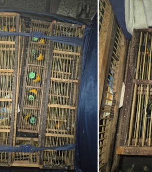 [Vídeo] Mais de 40 aves vivas são encontradas dentro de mala no aeroporto de Maceió