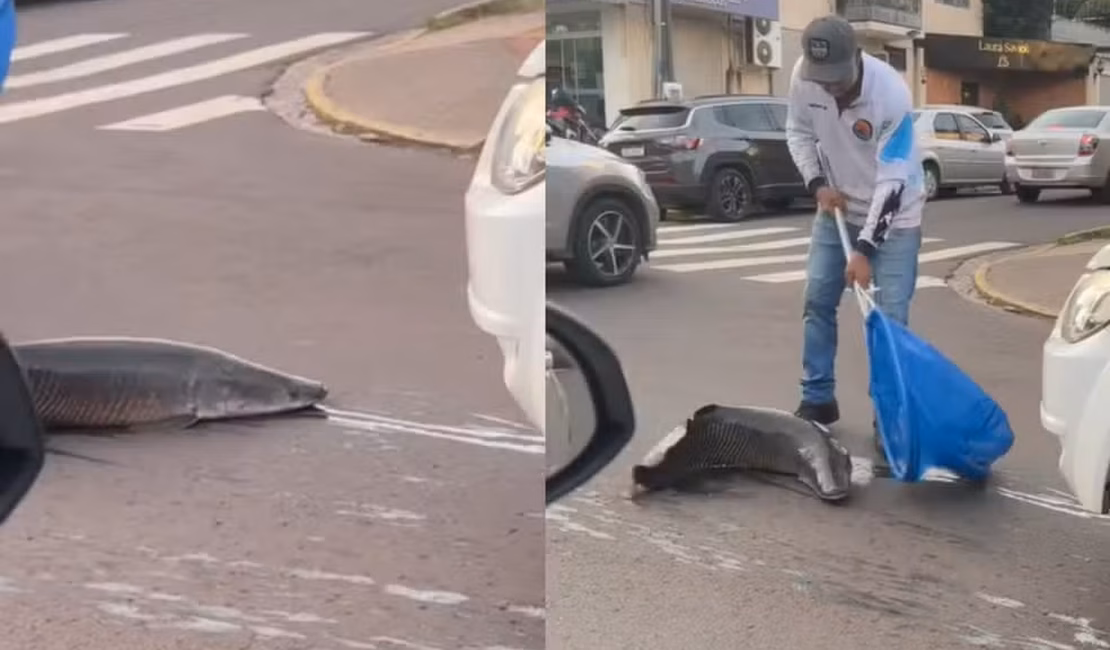 Pirarucu que 'escapou' de transporte vai para o maior aquário de água doce do mundo