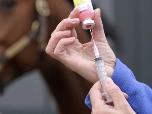 Cavalos e jumentos são alvo de ação no bairro de Bebedouro