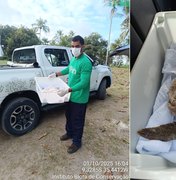 Tartaruga-verde é resgatada na Praia dos Morros, em Passo de Camaragibe