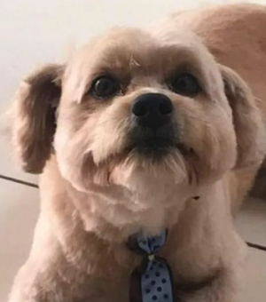 Cachorro morre após ser esquecido em carro de pet shop, diz dona
