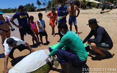 Tartaruga marinha encalha na praia de Garça Torta;