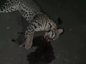 Jaguatirica é atropelada na BR-316 em Santana do Ipanema