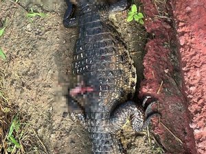 Jacaré é encontrado morto às margens do Riacho Piauí, em Arapiraca