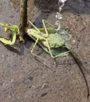 Imagens mostram verme 'manipulador' saindo do corpo de louva-deus