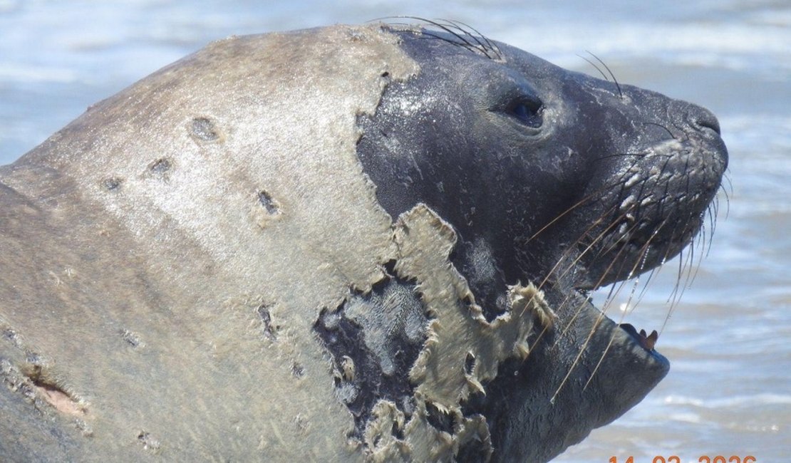 Banhistas devem manter distância de elefante-marinho que chegou à praia de Maceió