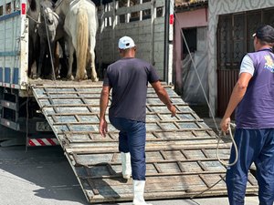 Participantes do Projeto Ecoleta doam cavalos que puxavam carroças